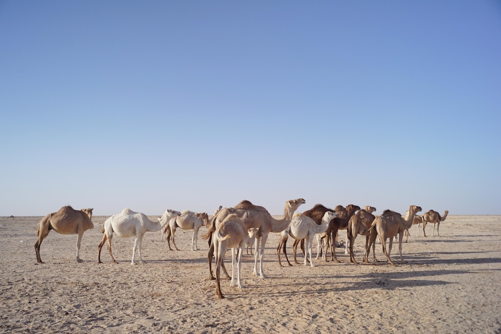 Chameau dans le désert de Mauritanie
