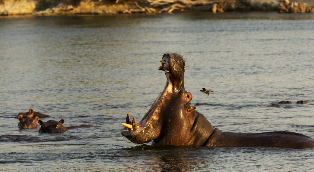Hippopotame dans l'eau qui ouvre grand la gueule