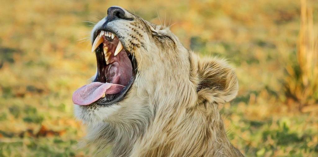 Gueule d'un lion grande ouverte dans un safari en Afrique