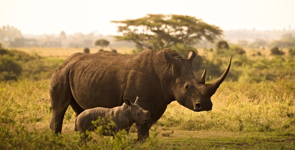 Rhinocéros avec son petit dans la savane en Afrique