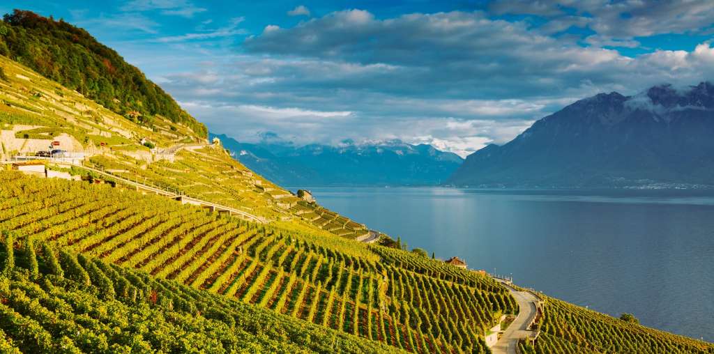 Vigne à côté du lac Léman en Suisse